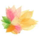 DAS Craft Skeleton Leaves Assorted Colours Pack 20